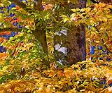 Autumn Leaves_24813